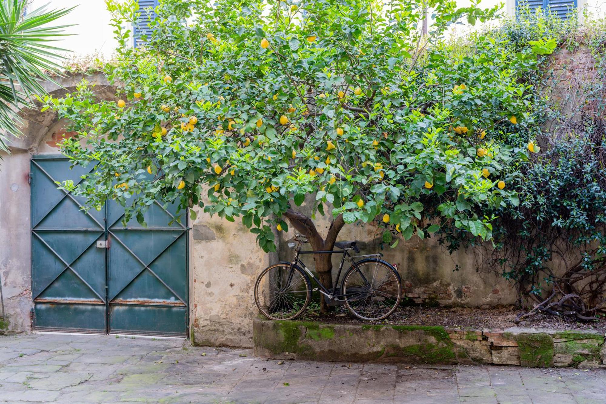 بيزا B&B Via Corsica 10 المظهر الخارجي الصورة